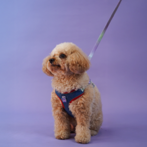 Skatrs Everyday Ready Harness & Leash Set for Small Breed Dogs & Cats (Blue)