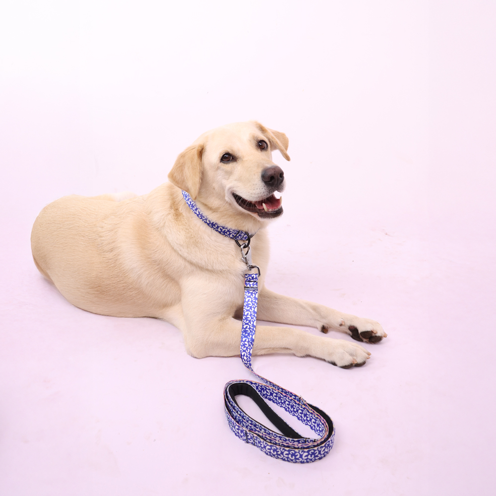 Skatrs Enigma Leash for Dogs